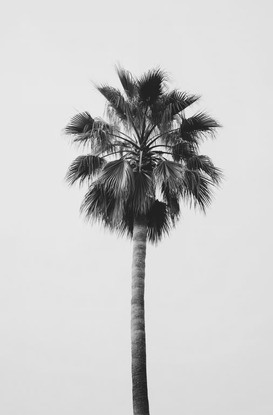 Palm background